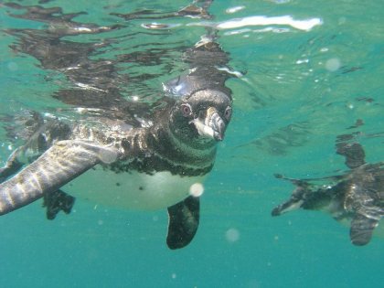 arrig Galapagos pingvin