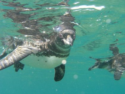 arrig Galapagos pingvin