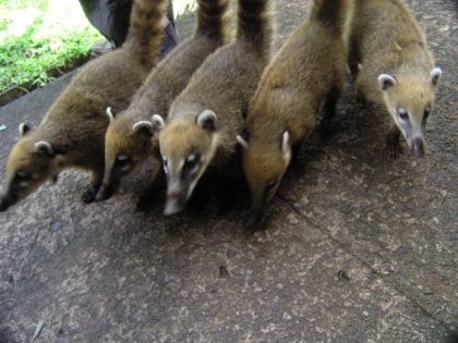 Coatis - naesebjoerne.