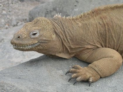 almindelig Galapagos landleguan.