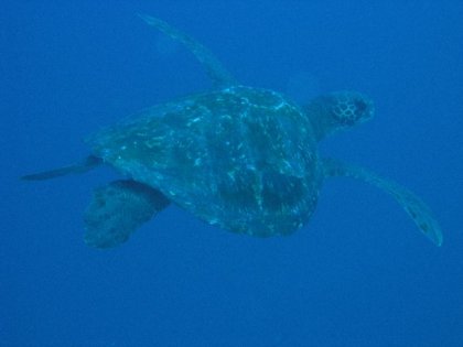 Groen Havskildpadde