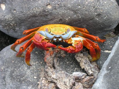 'Sally Lightfoot' krabbe - Champion's beach