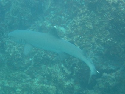 'Whitetip' revhaj