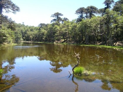 Smuk skovsoe paa et hoejt plateau  i Huerquehue nationalparken.