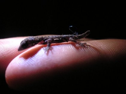 Denne lille gekko boede paa vores badevaerelse, og sidder her paa det yderste led af Axels lillefinger.