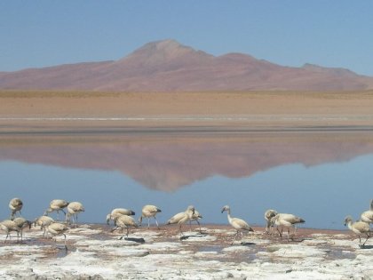 Turens foerste flamingosoe.